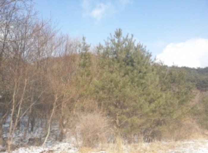 충청북도 단양군 대강면 직티리 354-16 외 33필지 종교시설 경매 사진 83
