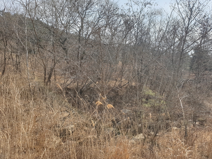 경상남도 산청군 신안면 안봉리 산24-19 외 4필지 임야 경매 사진 11