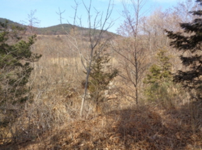 경상남도 산청군 신안면 안봉리 산24-19 외 4필지 임야 경매 사진 3