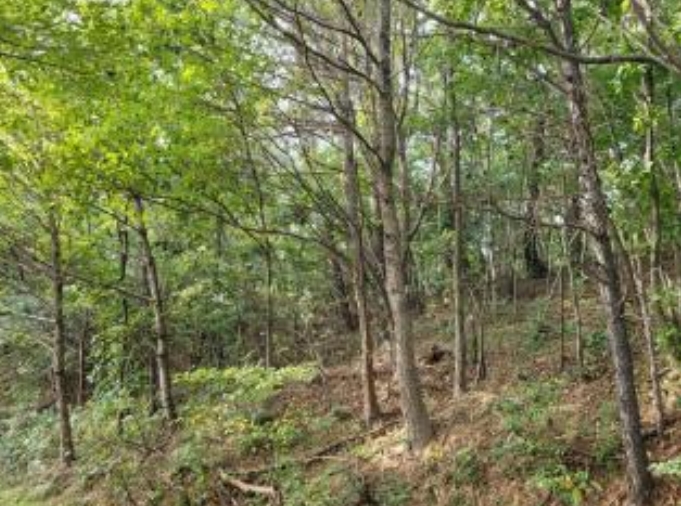 경상남도 양산시 동면 가산리 483-2 외 9필지 과수원 경매 사진 1