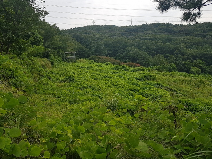 경상남도 양산시 동면 가산리 483-2 외 9필지 과수원 경매 사진 18