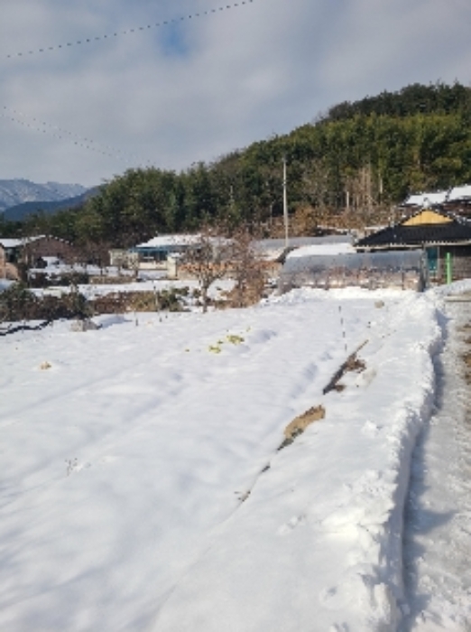 전라남도 장성군 북이면 신평리 238 외 1필지 대지 경매 사진 13