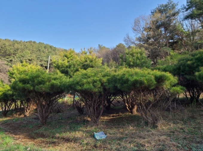 충청남도 서산시 성연면 명천리 103-5 전 경매 사진 74