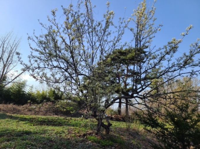 충청남도 서산시 성연면 명천리 103-5 전 경매 사진 77