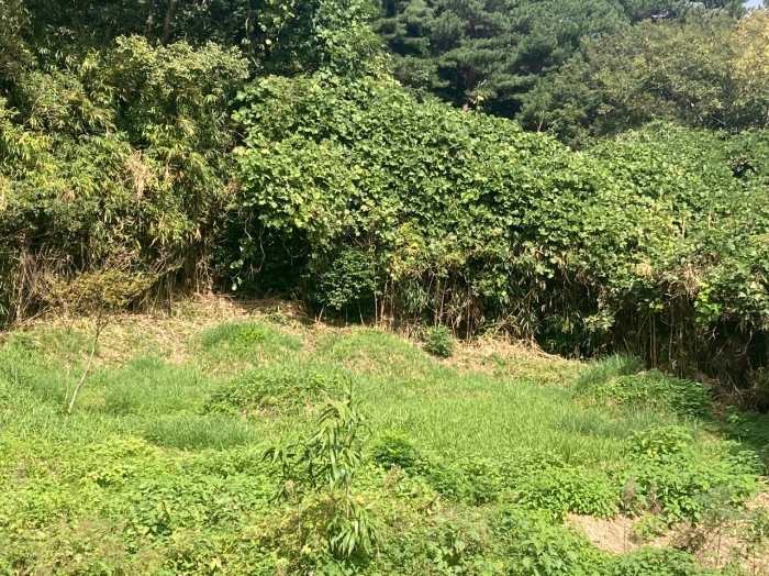 전라남도 무안군 몽탄면 양장리 949 전 경매 사진 23