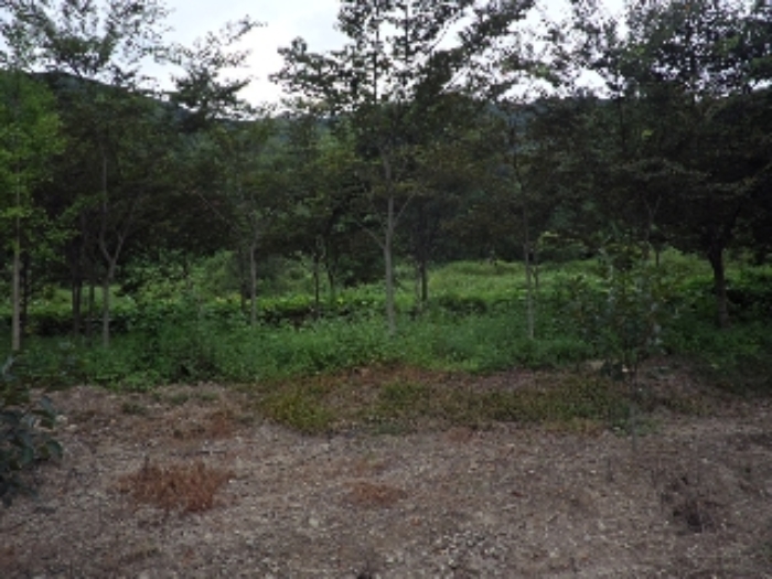 경상남도 밀양시 무안면 화봉리 788 전 경매 사진 14