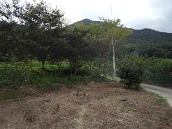 경상남도 밀양시 무안면 화봉리 788 전 경매 사진 15