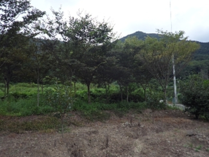 경상남도 밀양시 무안면 화봉리 788 전 경매 사진 16