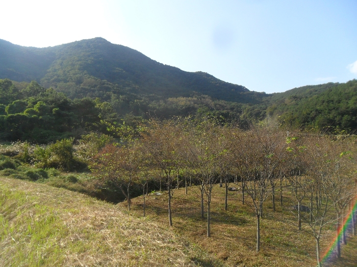 경상남도 밀양시 무안면 화봉리 788 전 경매 사진 21