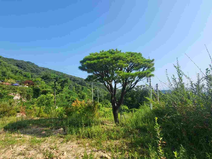 경기도 양평군 강하면 동오리 771-4 외 3필지 목장용지 경매 사진 4
