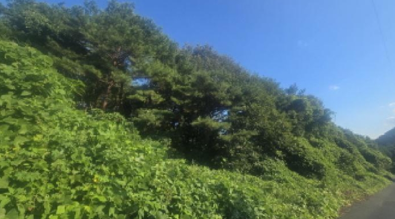 울산광역시 울주군 두동면 구미리 284-93 임야 경매 사진 7