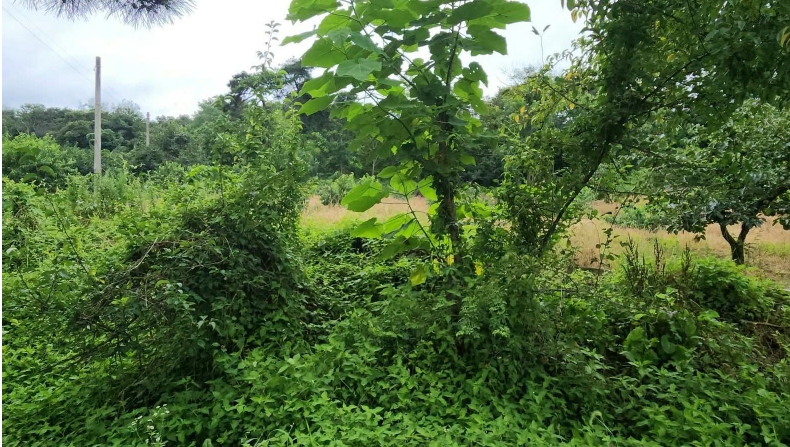 전라북도 전주시 완산구 삼천동2가 160-3 외 3필지 대지 경매 사진 9