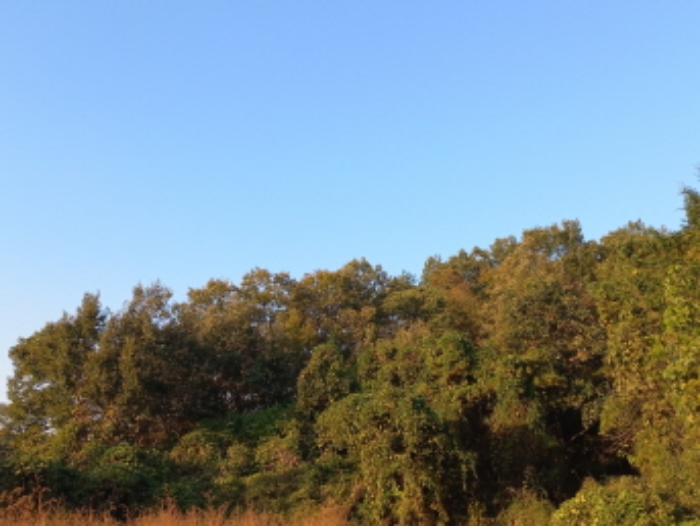 경상남도 진주시 사봉면 부계리 산366-2 외 1필지 임야 경매 사진 2