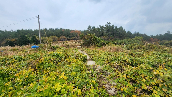 전라남도 완도군 노화읍 고막리 590 전 경매 사진 6