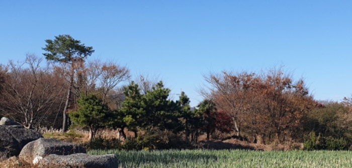 부산광역시 강서구 대저1동 305-4 외 5필지 전 경매 사진 6