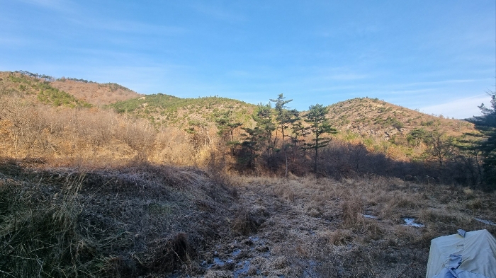 대구광역시 달성군 옥포읍 김흥리 산185 외 1필지 임야 경매 사진 3