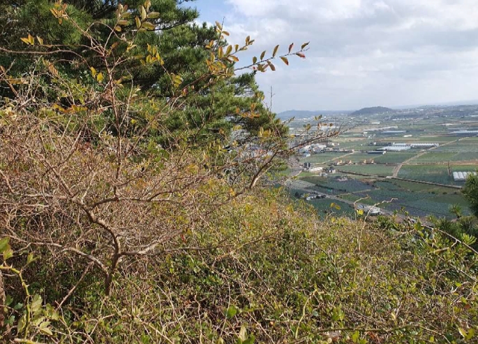 제주특별자치도 제주시 한경면 고산리 산14 외 1필지 임야 경매 사진 3