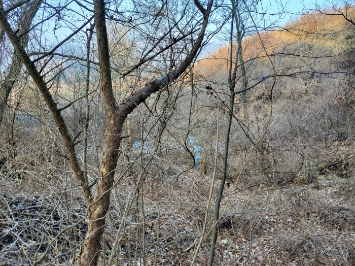강원특별자치도 원주시 부론면 정산리 936 답 경매 사진 7
