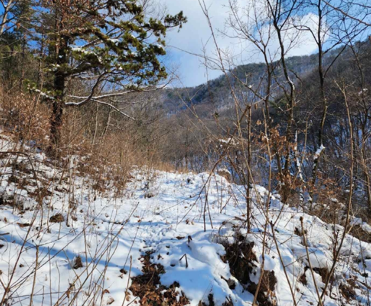 충청남도 예산군 예산읍 향천리 5 외 1필지 전 경매 사진 1