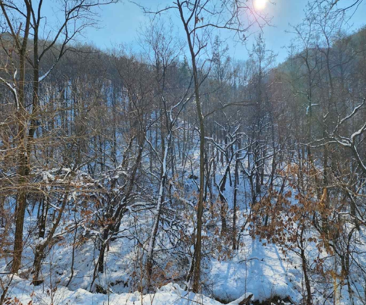 충청남도 예산군 예산읍 향천리 5 외 1필지 전 경매 사진 2