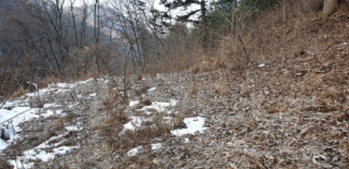충청남도 예산군 예산읍 향천리 5 외 1필지 전 경매 사진 5