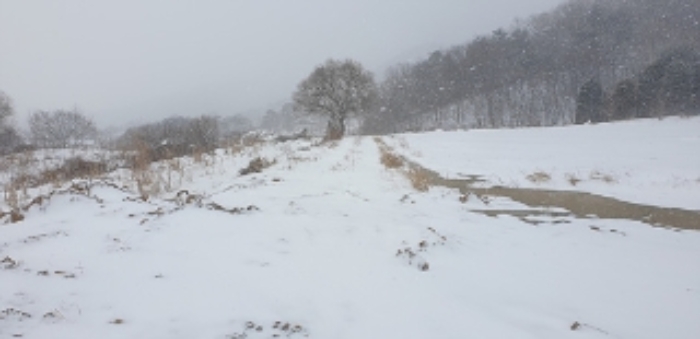 충청남도 예산군 덕산면 상가리 372 외 1필지 답 경매 사진 11