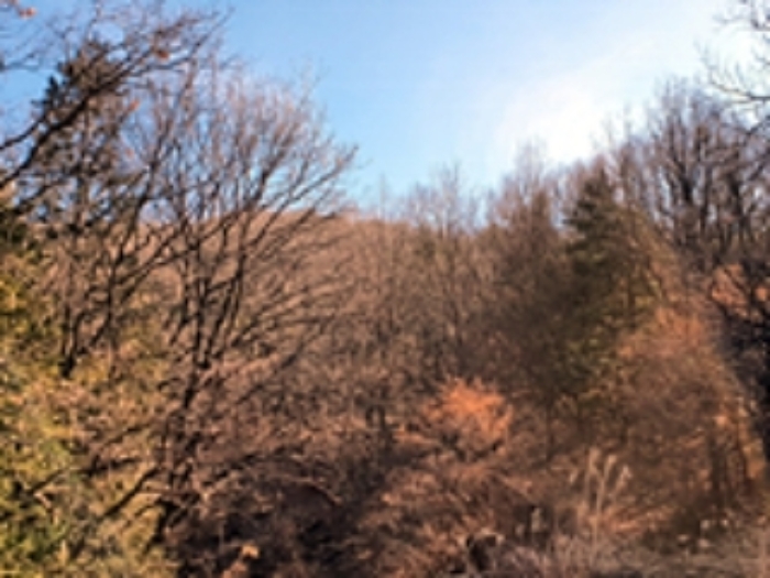 경상남도 창원시 진해구 두동 산281 외 1필지 임야 경매 사진 1