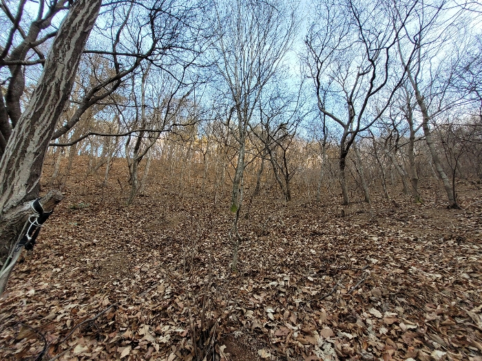 경상남도 창원시 진해구 두동 산281 외 1필지 임야 경매 사진 4
