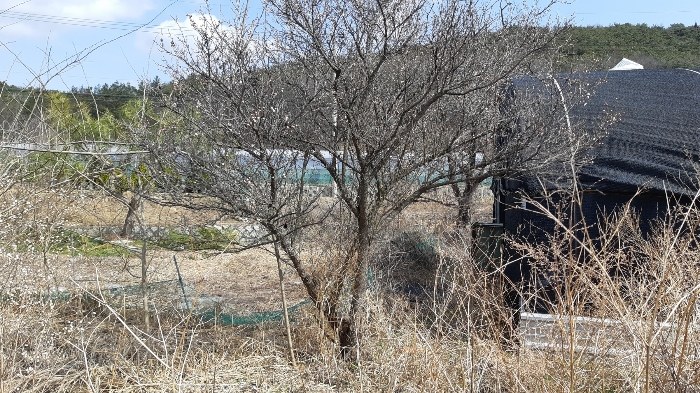 경상북도 경주시 안강읍 하곡리 404 외 1필지 전 경매 사진 8