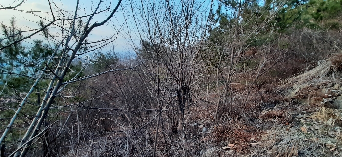 전라남도 여수시 중흥동 산172 임야 경매 사진 11