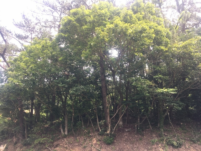 전라남도 해남군 현산면 월송리 1380-1 외 5필지 답 경매 사진 28