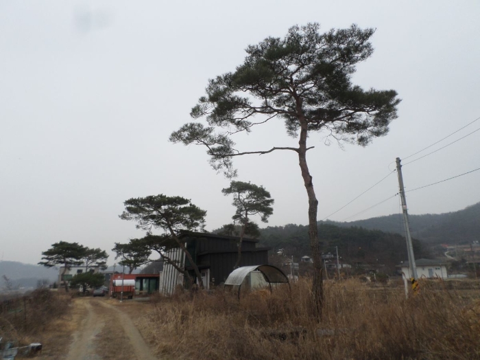 충청북도 충주시 앙성면 조천리 46-2 외 1필지 단독주택 경매 사진 17