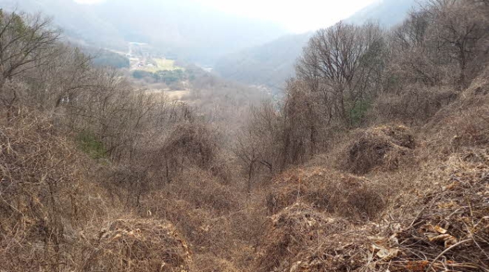 경기도 포천시 관인면 사정리 산451 외 20필지 임야 경매 사진 22
