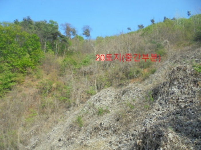 충청북도 충주시 호암동 산42-2 임야 경매 사진 3