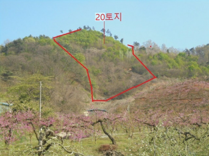 충청북도 충주시 호암동 산42-2 임야 경매 사진 4
