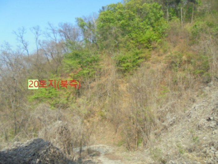 충청북도 충주시 호암동 산42-2 임야 경매 사진 5