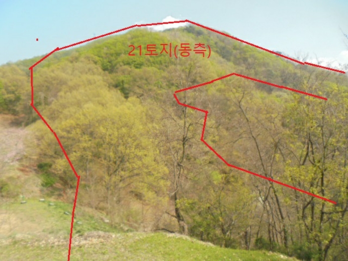 충청북도 충주시 단월동 산57 임야 경매 사진 4