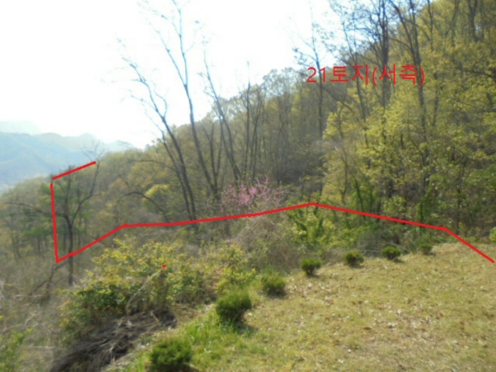 충청북도 충주시 단월동 산57 임야 경매 사진 5
