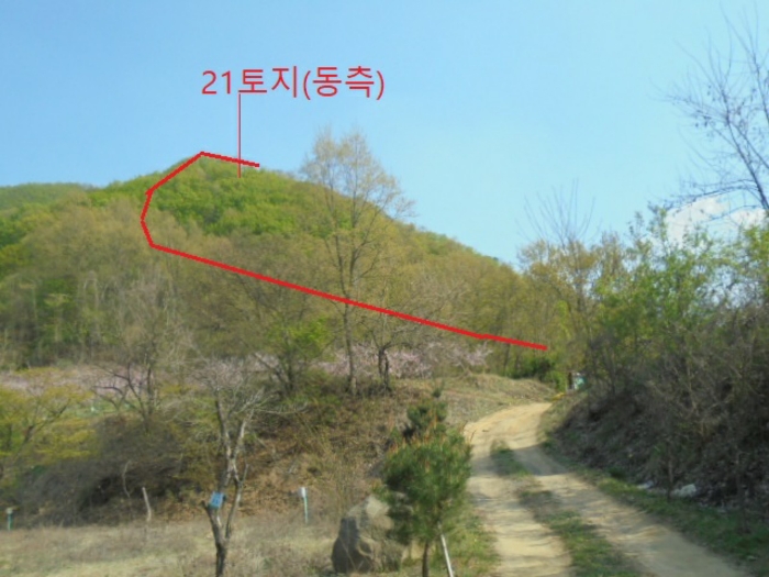 충청북도 충주시 단월동 산57 임야 경매 사진 7