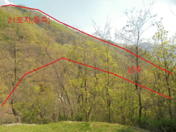 충청북도 충주시 단월동 산57 임야 경매 사진 8