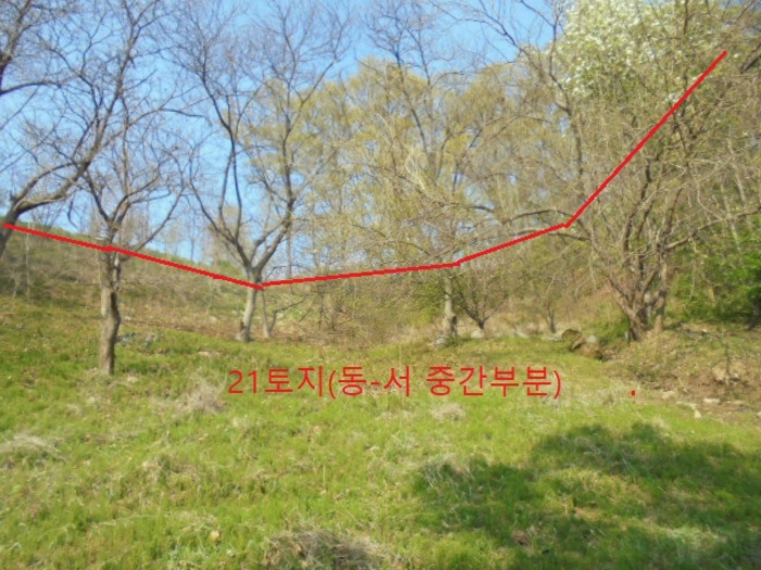 충청북도 충주시 단월동 산57 임야 경매 사진 9