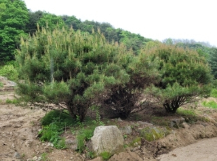 경상북도 영주시 봉현면 한천리 463-1 외 2필지 과수원 경매 사진 8