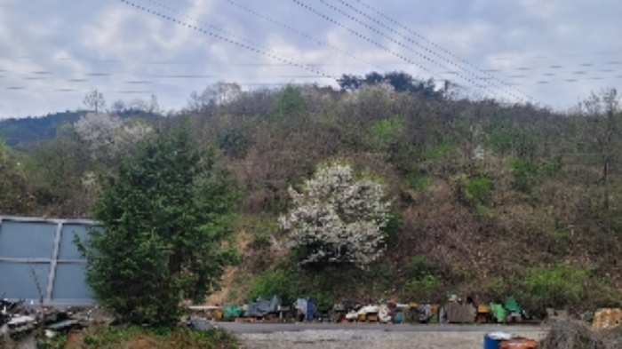 경상남도 함안군 칠원읍 용정리 산42-11 임야 경매 사진 15