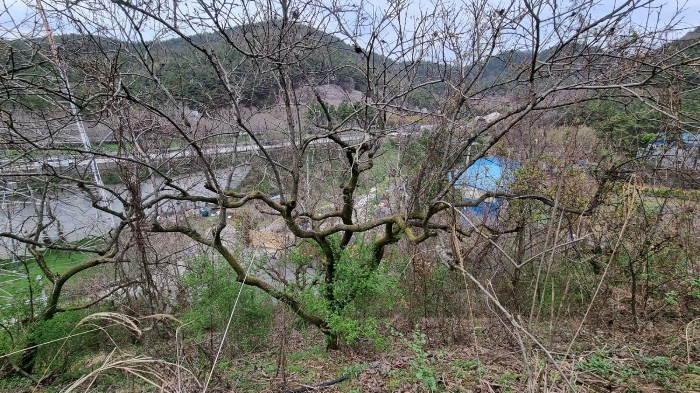 경상남도 함안군 칠원읍 용정리 산42-11 임야 경매 사진 22