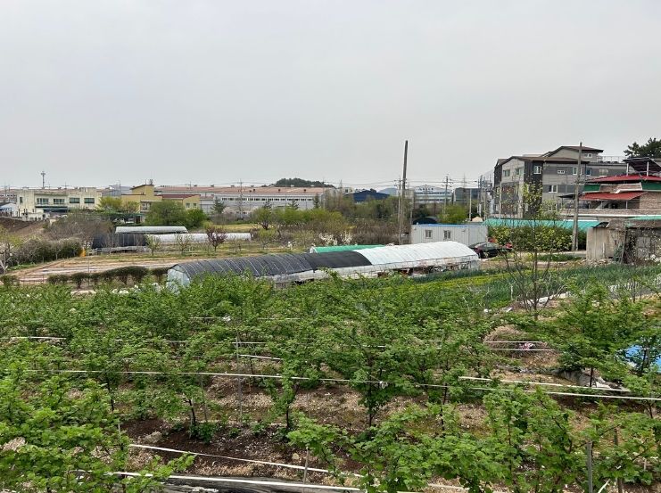 경상남도 김해시 진영읍 본산리 1239-2 외 3필지 전 경매 사진 1