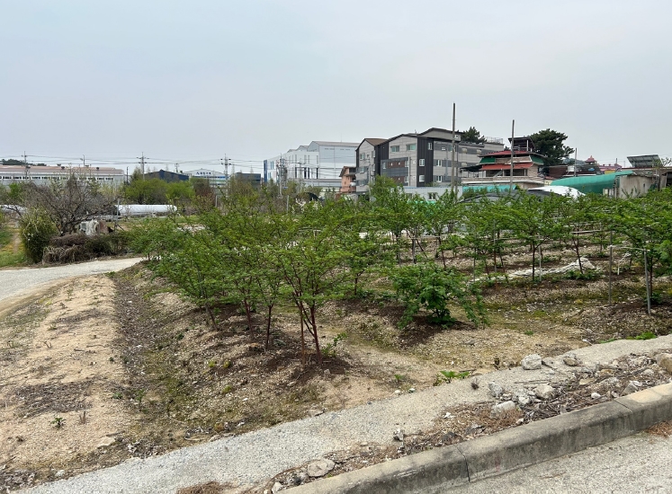 경상남도 김해시 진영읍 본산리 1239-2 외 3필지 전 경매 사진 5