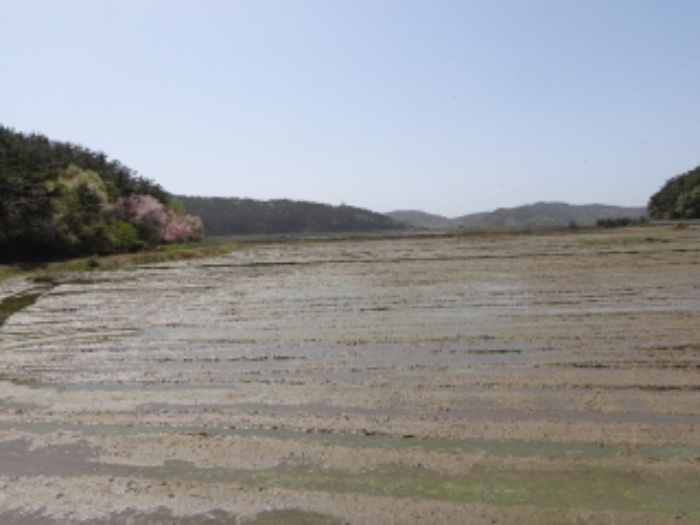 충청남도 태안군 소원면 소근리 산9-43 임야 경매 사진 4