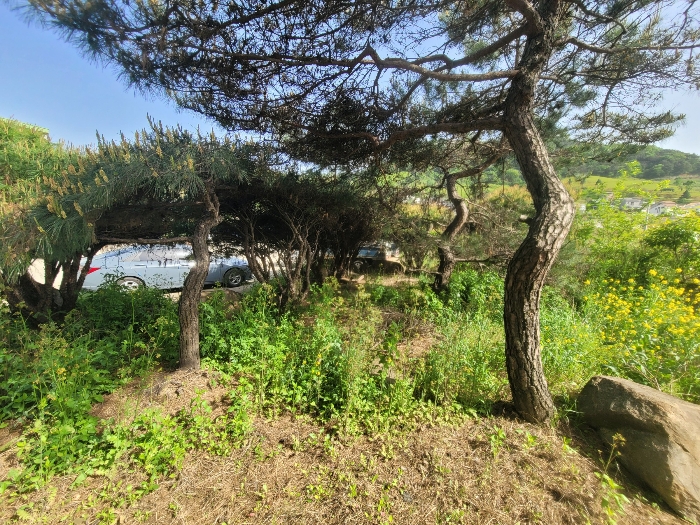 경상남도 김해시 진영읍 내룡리 383-1 외 1필지 창고시설 경매 사진 28