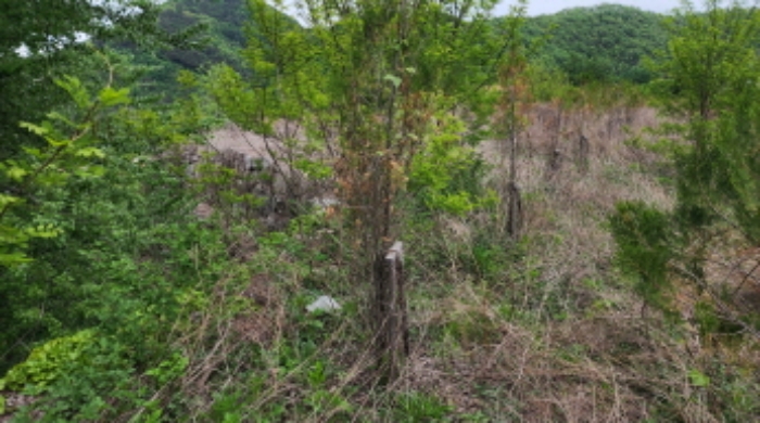충청북도 제천시 송학면 시곡리 555-1 외 3필지 임야 경매 사진 3