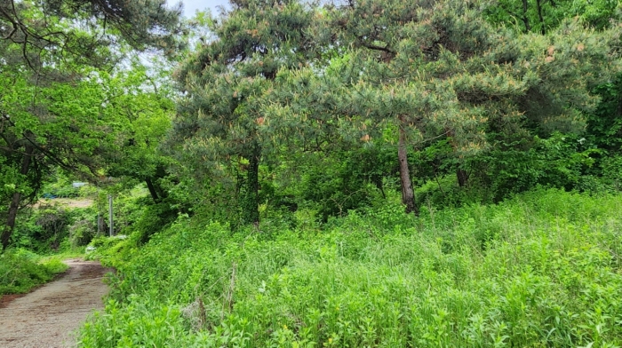 충청남도 아산시 인주면 관암리 255-17 임야 경매 사진 19